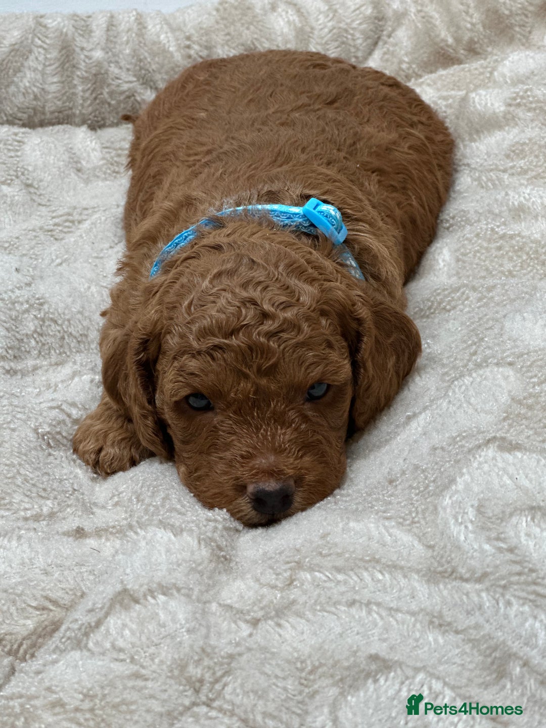 Cockapoo dogs for sale: Red Mini Cockapoo Puppies-Ready - 14 of January  - Advert 28