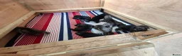 German Shepherd dogs for sale: Beautiful GSD puppies  in Paignton - Advert 7