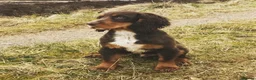 Cocker Spaniel dogs for sale: Outstanding Working Cocker Spaniel pups for sale in Stoke-on-Trent - Advert 3
