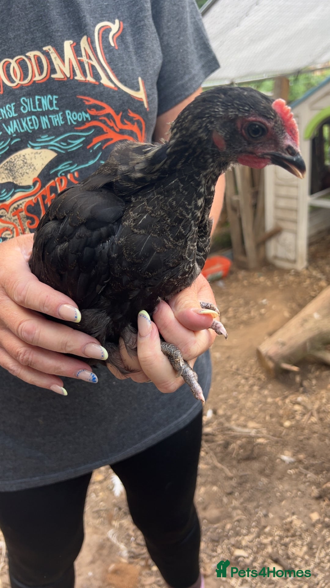 Chickens poultry for sale: Beautiful rare Norfolk grey cockerels - Image 8