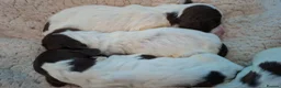 English Springer Spaniel dogs for sale: Bella-rose - Advert 3