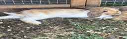 Mini Lop rabbits for sale: Pure Mini lops 6 weeks old - Advert 6