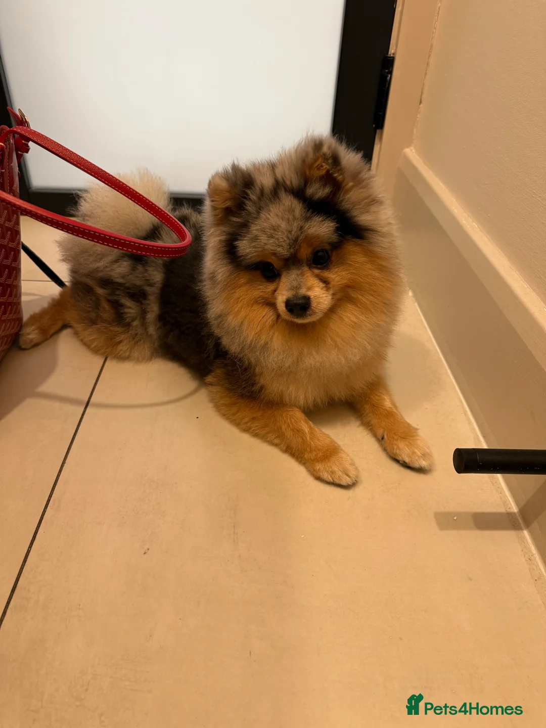 Pomeranian dogs for stud: Rare Blue & Tan Merle Pomeranian Stud – London  - Advert 8