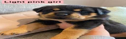 Rottweiler dogs for sale: Beautiful KC Rottweiler puppies ready 18.10.26 - Advert 20
