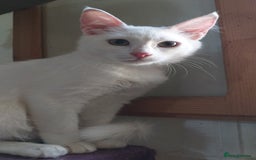 Mixed Breed cats for adoption: Sweet Natascha is ready for love <3 - Image 2
