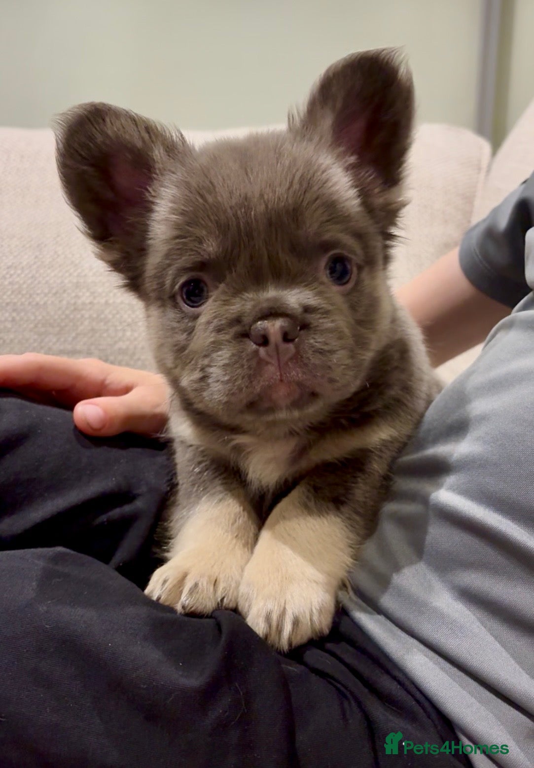 French Bulldog dogs Full fluffy lilac and tan male ££££  - Advert 1