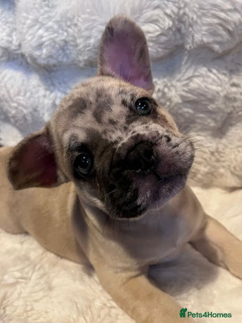 French Bulldog dogs - Advert 5