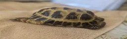 Tortoise reptiles for sale: Albert the horsefield - Advert 3