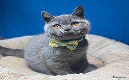British Shorthair cats for sale: Beautiful GCCF Registered BSH Kittens - Ready Now - Image 4
