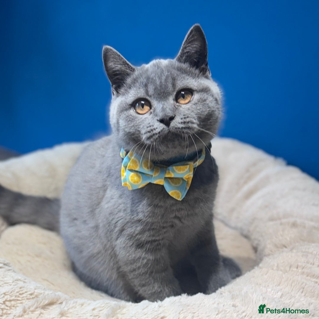 British Shorthair cats for sale: Beautiful GCCF Registered BSH Kittens - Ready Now - Image 4