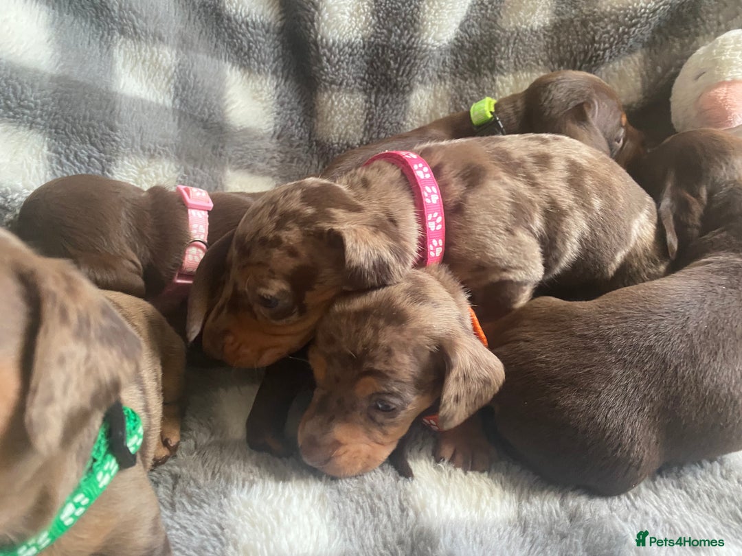Miniature Dachshund dogs for sale: True Miniature Dachshunds KC Reg - Advert 15