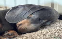 Miniature Dachshund dogs for sale: Adorable KC Reg smooth coated mini Dachshunds - Image 1