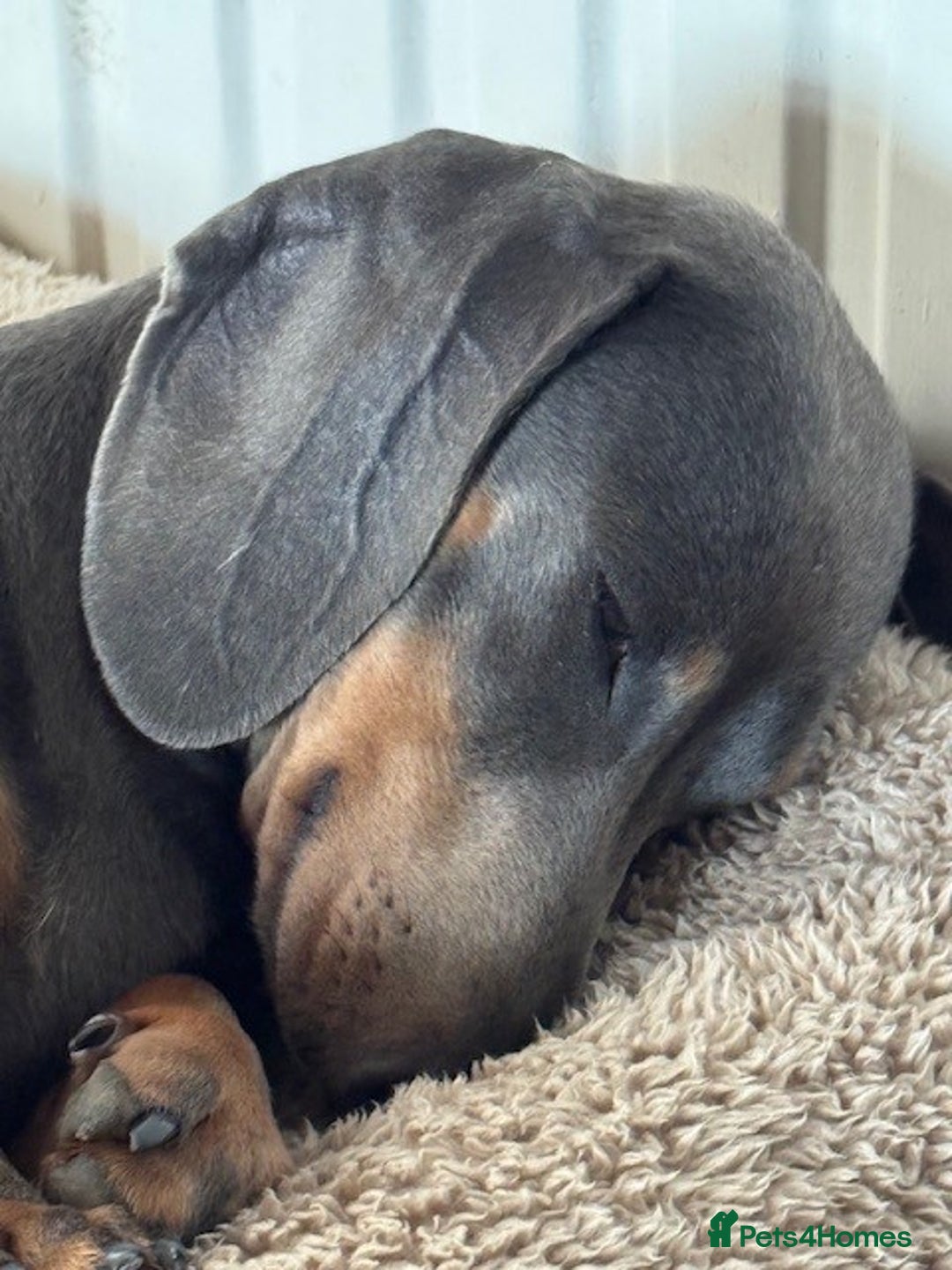 Miniature Dachshund dogs for sale: Adorable KC Reg smooth coated mini Dachshunds - Image 1