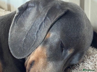 Miniature Dachshund dogs - Advert 1