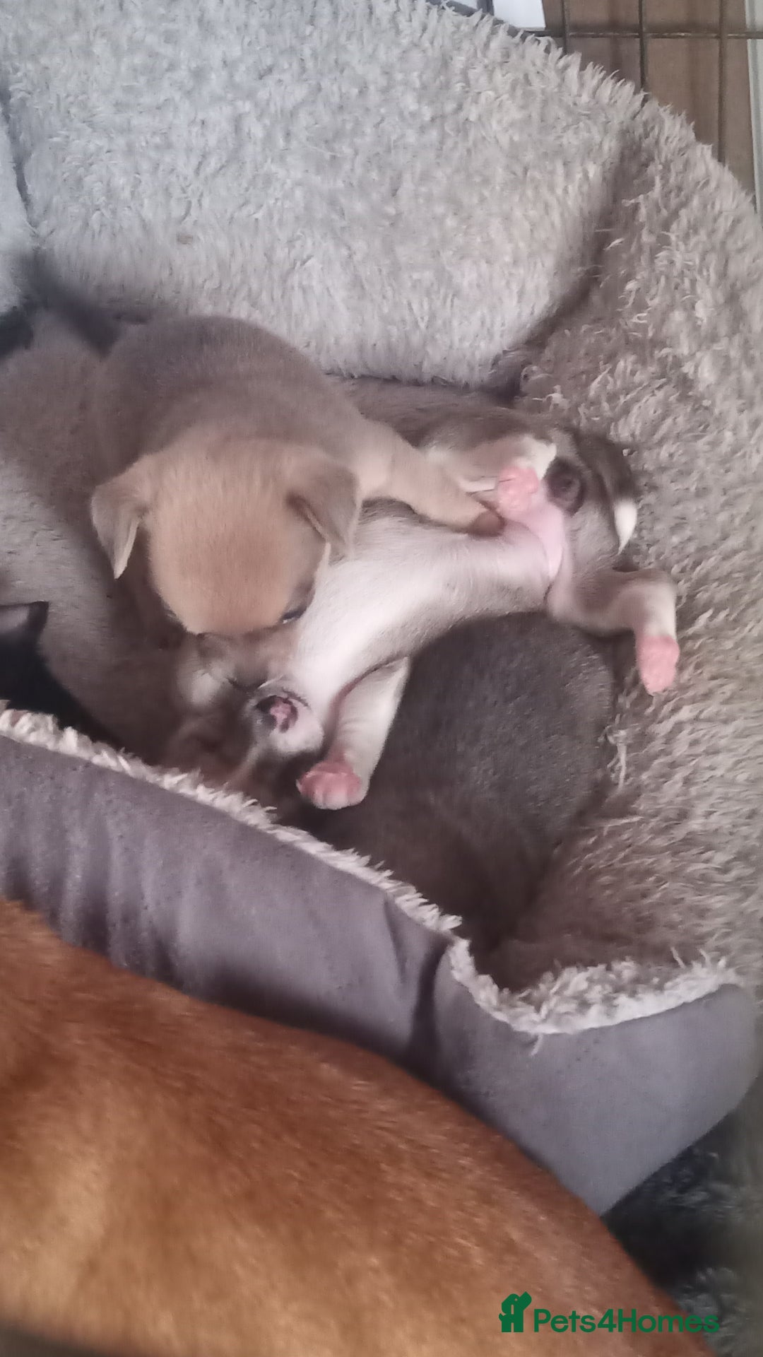 Chihuahua dogs for sale: 2 female chihuahuas - Advert 2