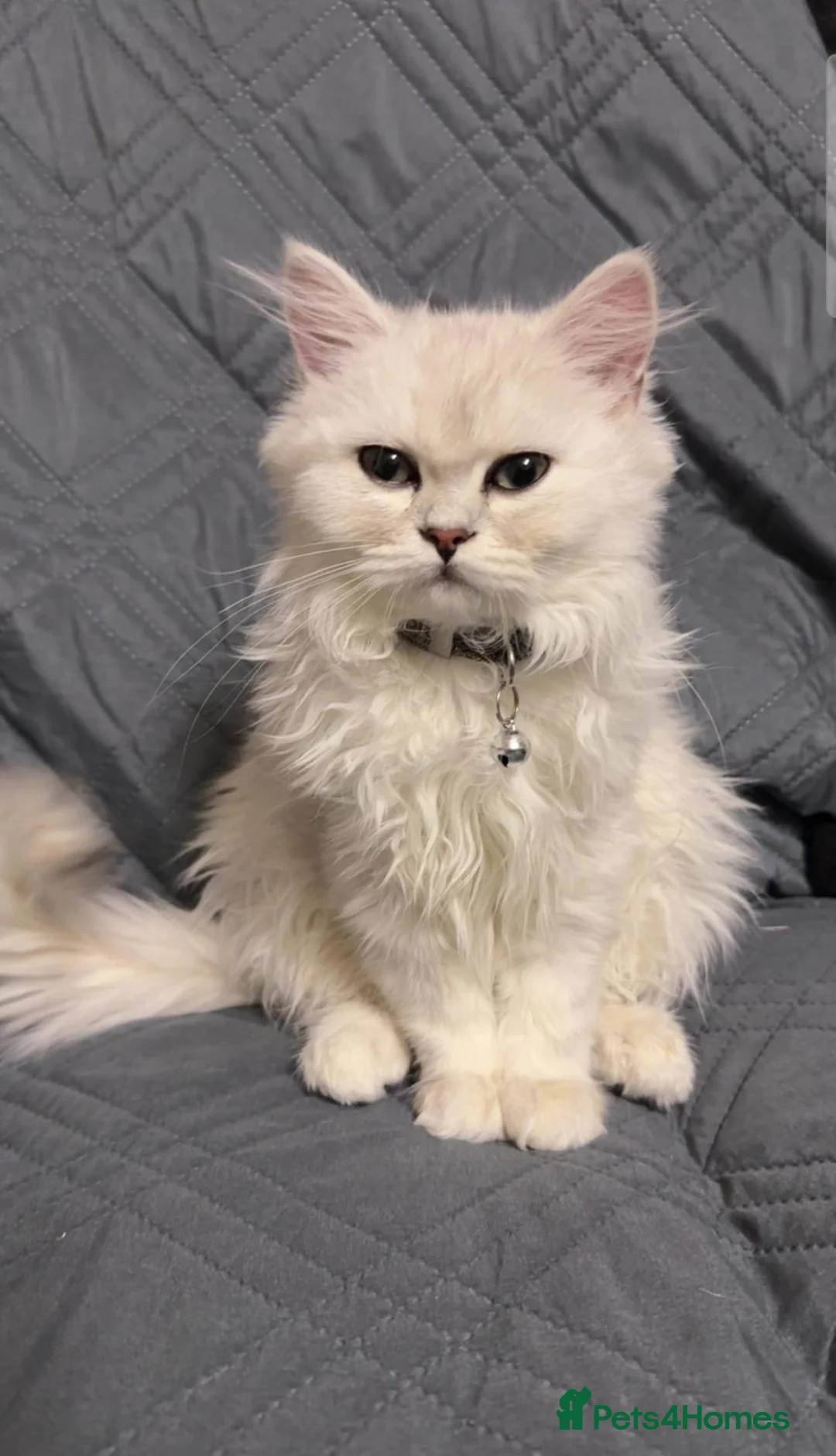 Persian cats for sale: Chinchilla Persian Male Cat For Sale in Leicester - Advert 2