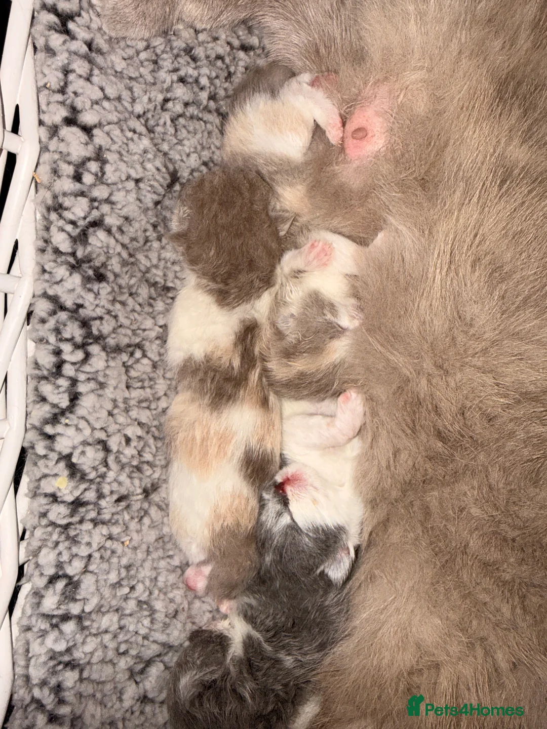 British Shorthair cats for sale: Stunning GCCF registered Lilac Tortie  - Advert 10