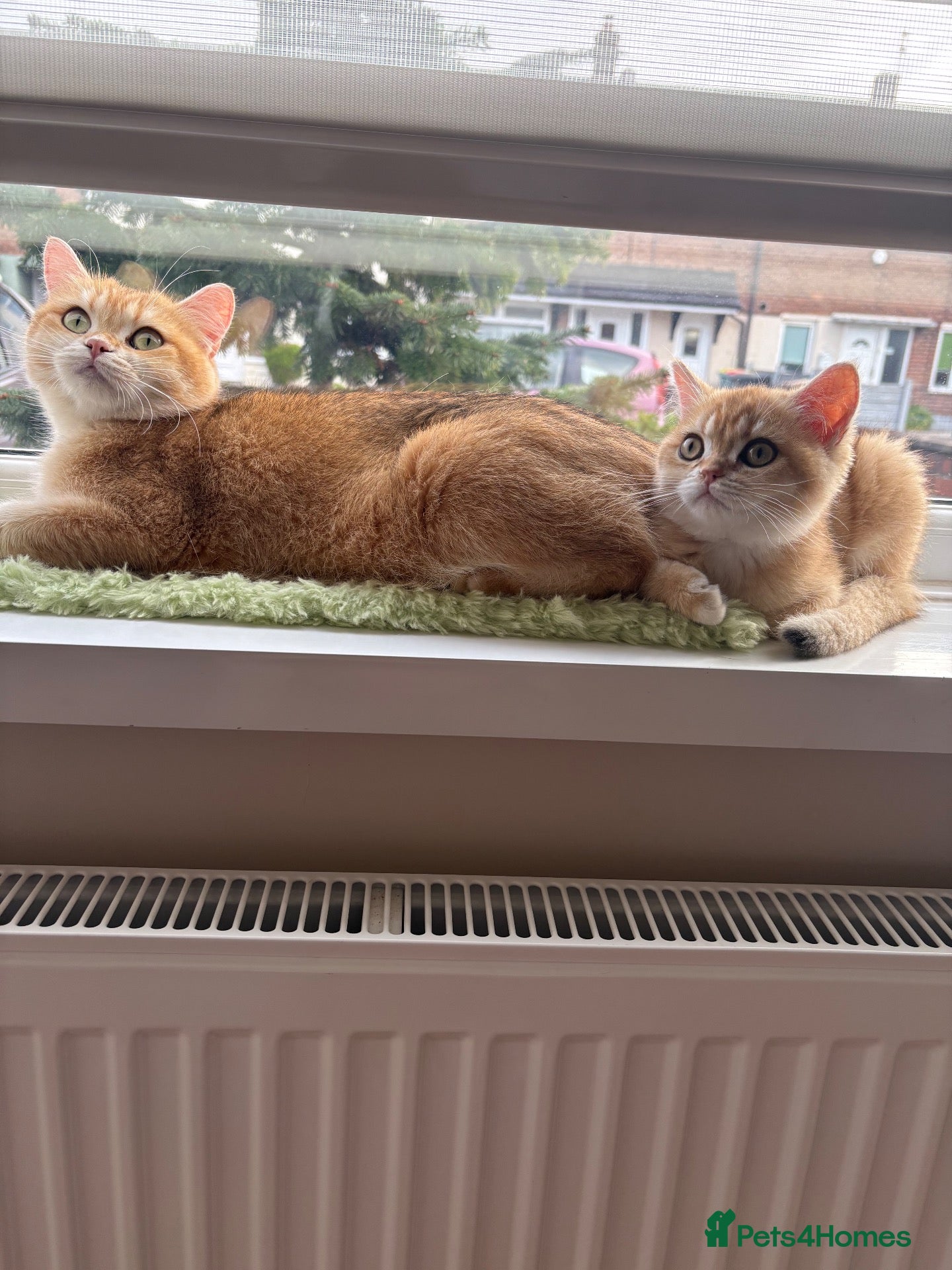 British Shorthair cats ⭐ ONLY ONE KITTEN LEFT! ⭐ - Advert 2