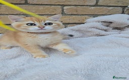 British Shorthair cats for sale: Gorgeous golden fluffs ready now in Peterborough - Image 13