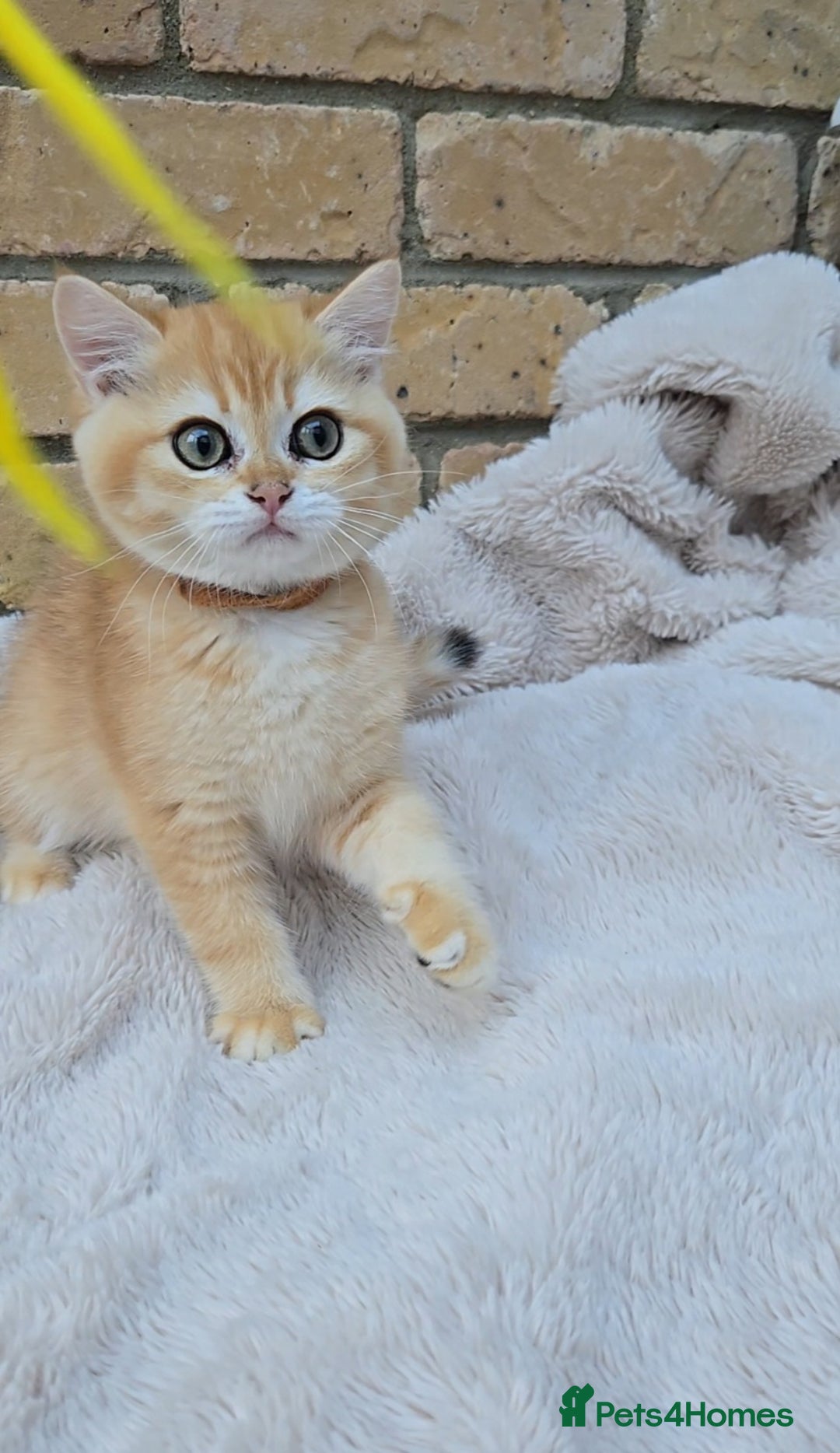 British Shorthair cats for sale: Gorgeous golden fluffs ready now in Peterborough - Image 13