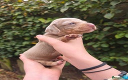Miniature Dachshund dogs for sale: Beautiful KC registered miniature dachshund babies - Image 12
