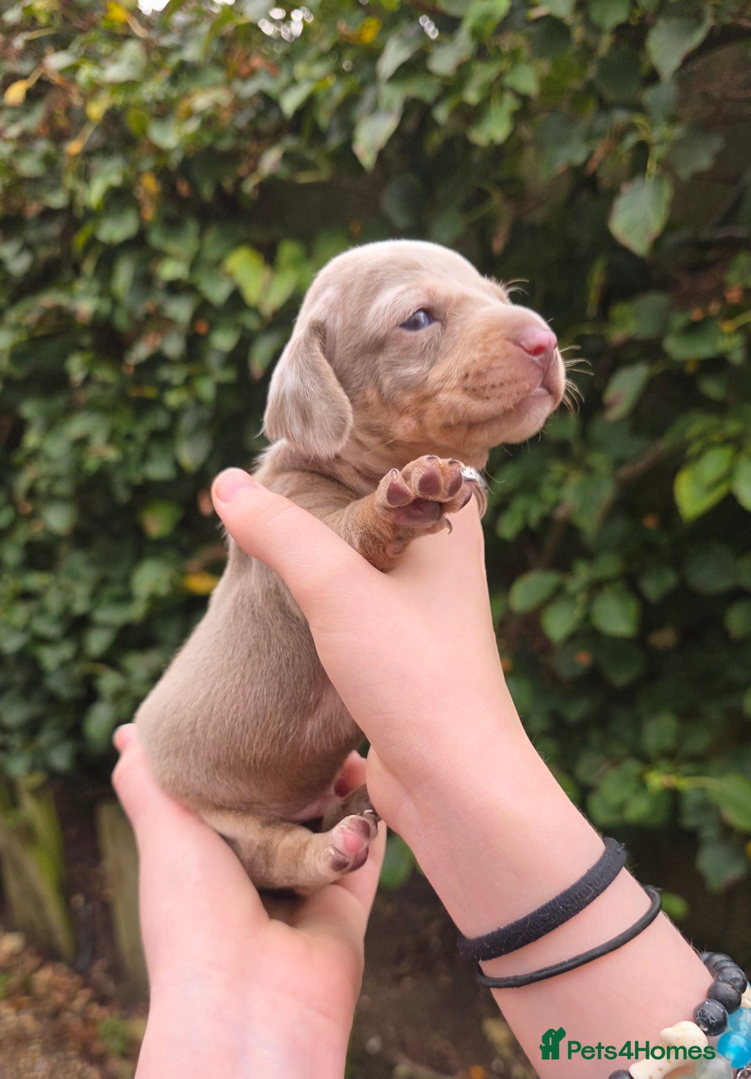 Miniature Dachshund dogs for sale: Beautiful KC registered miniature dachshund babies - Image 12