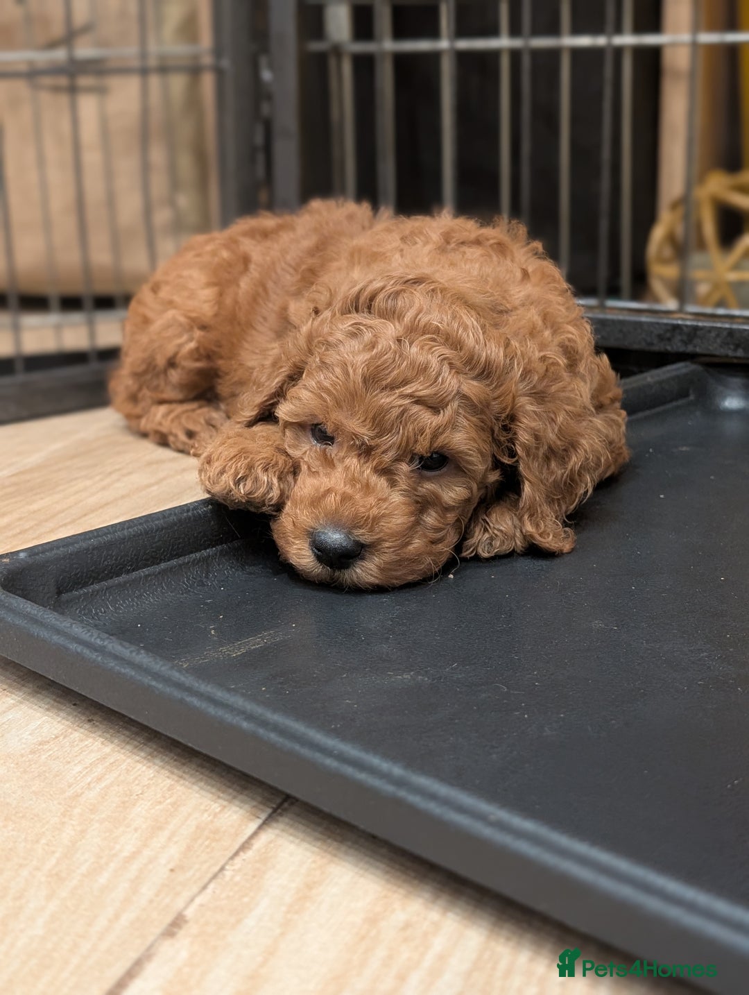 Mini Goldendoodle dogs for sale: Miniature F1BB Goldendoodle puppies  - Advert 1