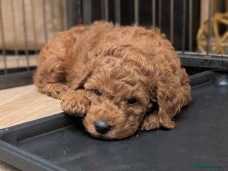 Mini Goldendoodle dogs Miniature F1BB Goldendoodle puppies - Advert 1