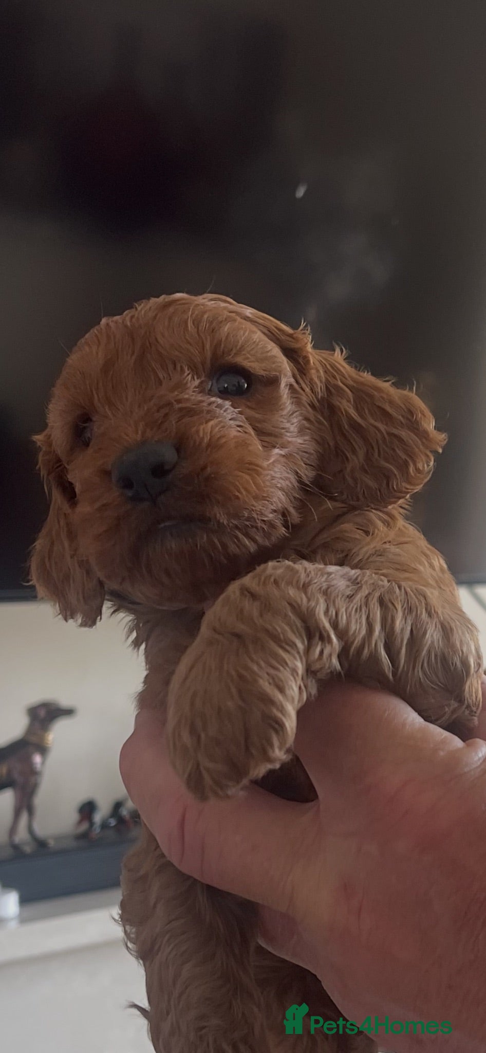 Cockapoo dogs Cockapoo puppies reds boy an girls  - Advert 2