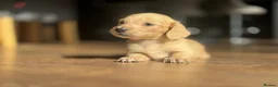 Miniature Dachshund dogs for sale: Long Haired Cream/Shaded Cream KC Mini Dachshunds  - Advert 25
