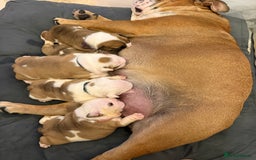English Bulldog dogs for sale: 🏆Championed Sired English Bulldog Puppies🏆 - Image 1