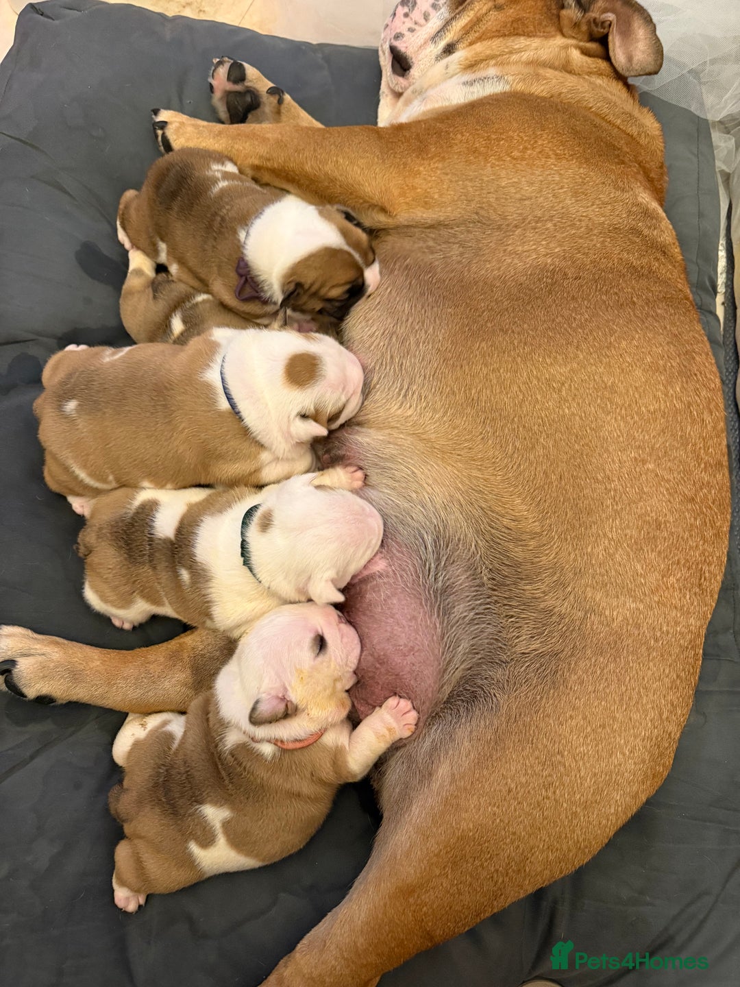 English Bulldog dogs for sale: 🏆Championed Sired English Bulldog Puppies🏆 - Image 1