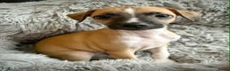Mixed Breed dogs for sale: Italian Greyhound cross Whippet/Italian Greyhound  - Advert 9