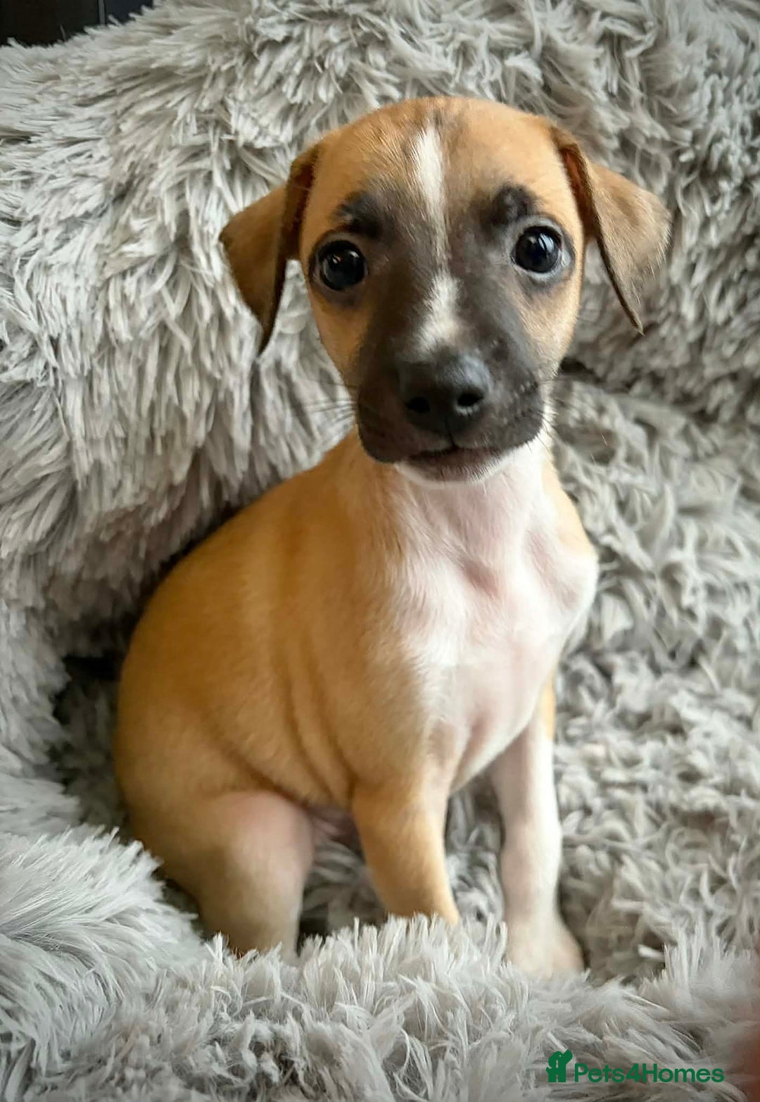 Mixed Breed dogs for sale: Italian Greyhound cross Whippet/Italian Greyhound  - Advert 9