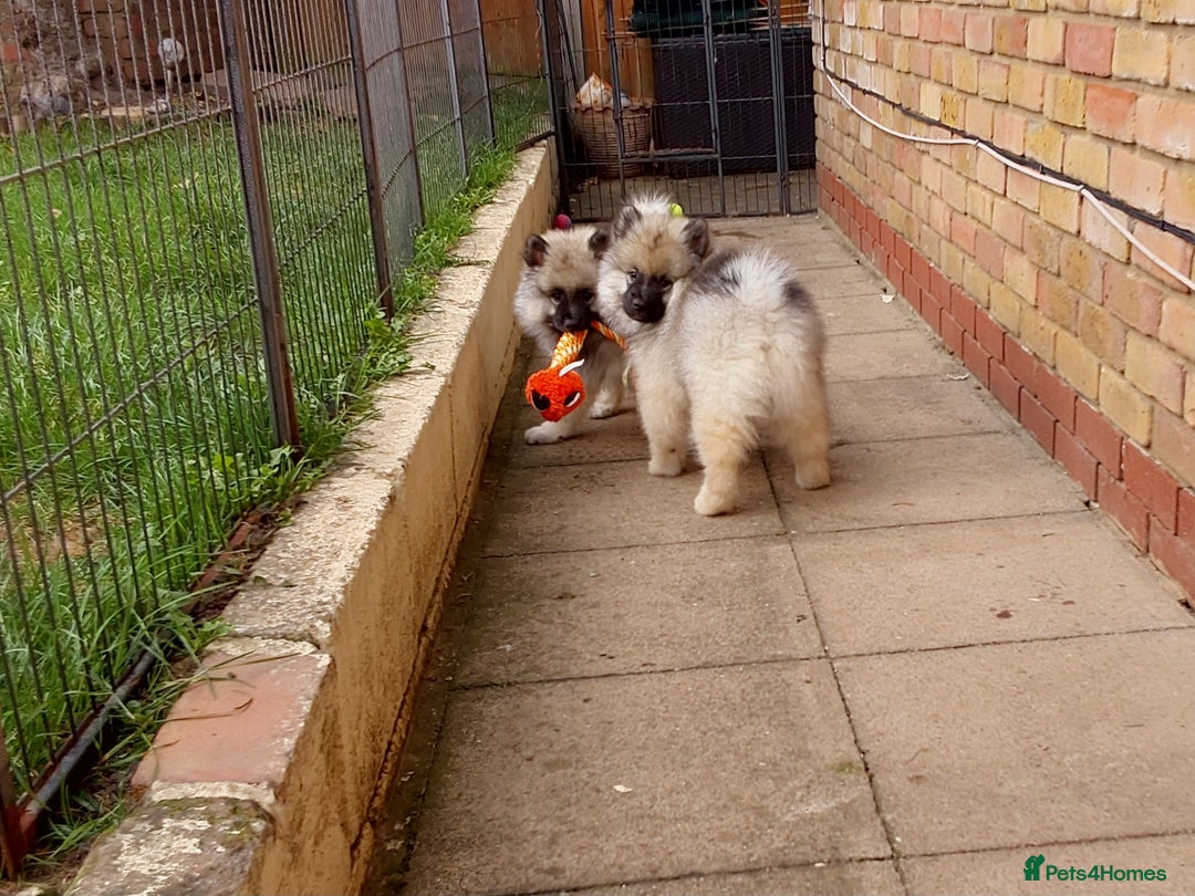 Keeshond dogs for sale: Stunning male Keeshond Puppy ready to go - Image 8