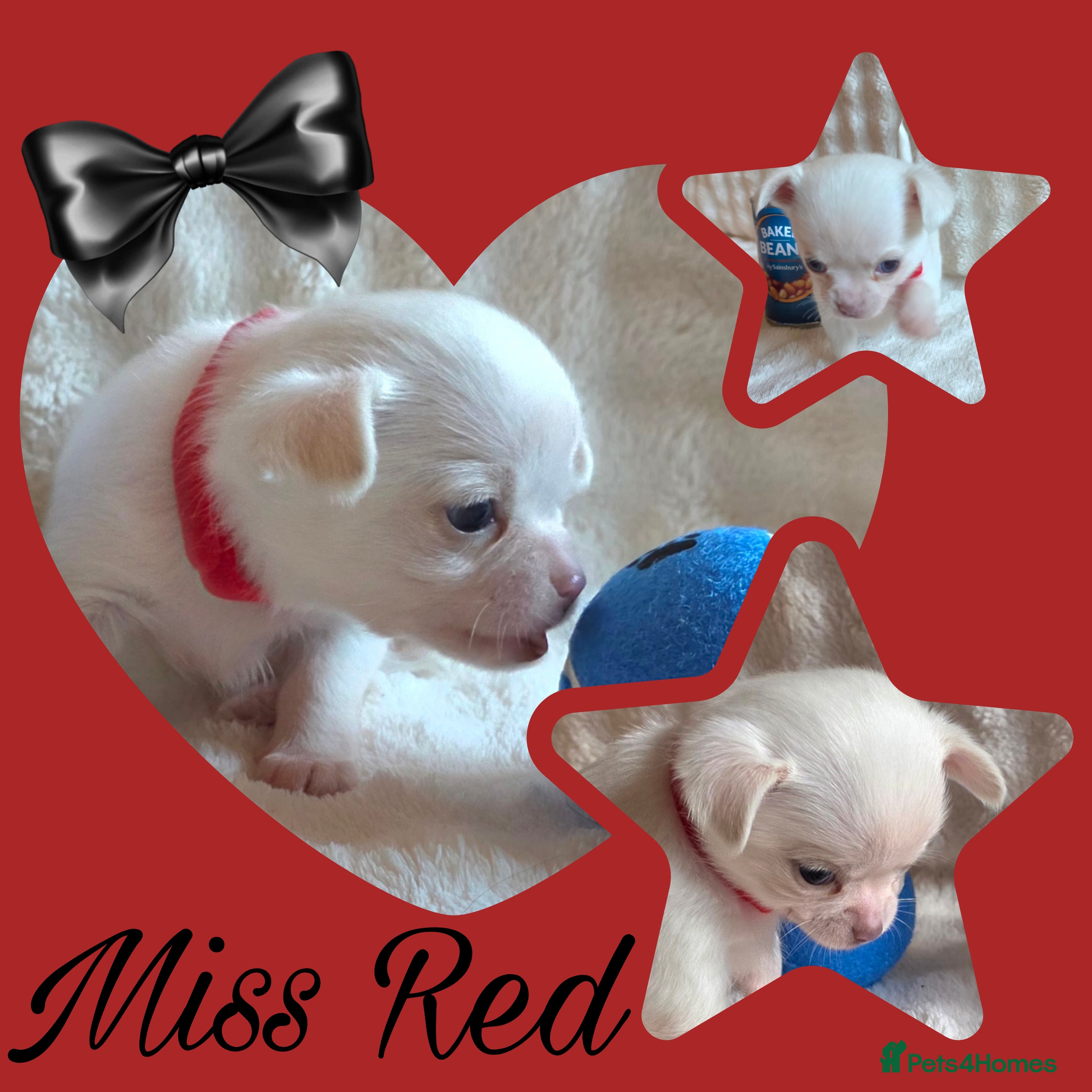 Chihuahua dogs 1 true to type small white Girl chihuahua - Advert 1