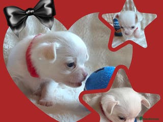Chihuahua dogs 1 true to type small white Girl chihuahua - Advert 1