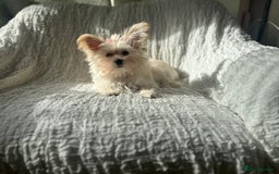Yorkshire Terrier dogs for sale: Adorable Golddust Yorkshire Terrier Puppy! - Image 9