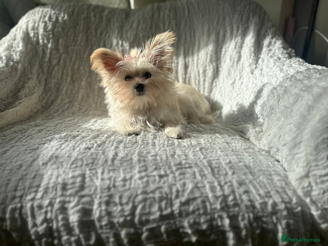 Yorkshire Terrier dogs for sale: Adorable Golddust Yorkshire Terrier Puppy! - Image 9