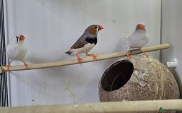 Finches birds for sale: Bengalese and zebra finch  - Image 11