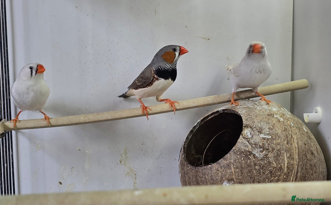 Finches birds for sale: Bengalese and zebra finch  - Image 11