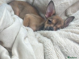 Chihuahua dogs ** 🎅 1 ** girl searching for a forever home - Advert 9