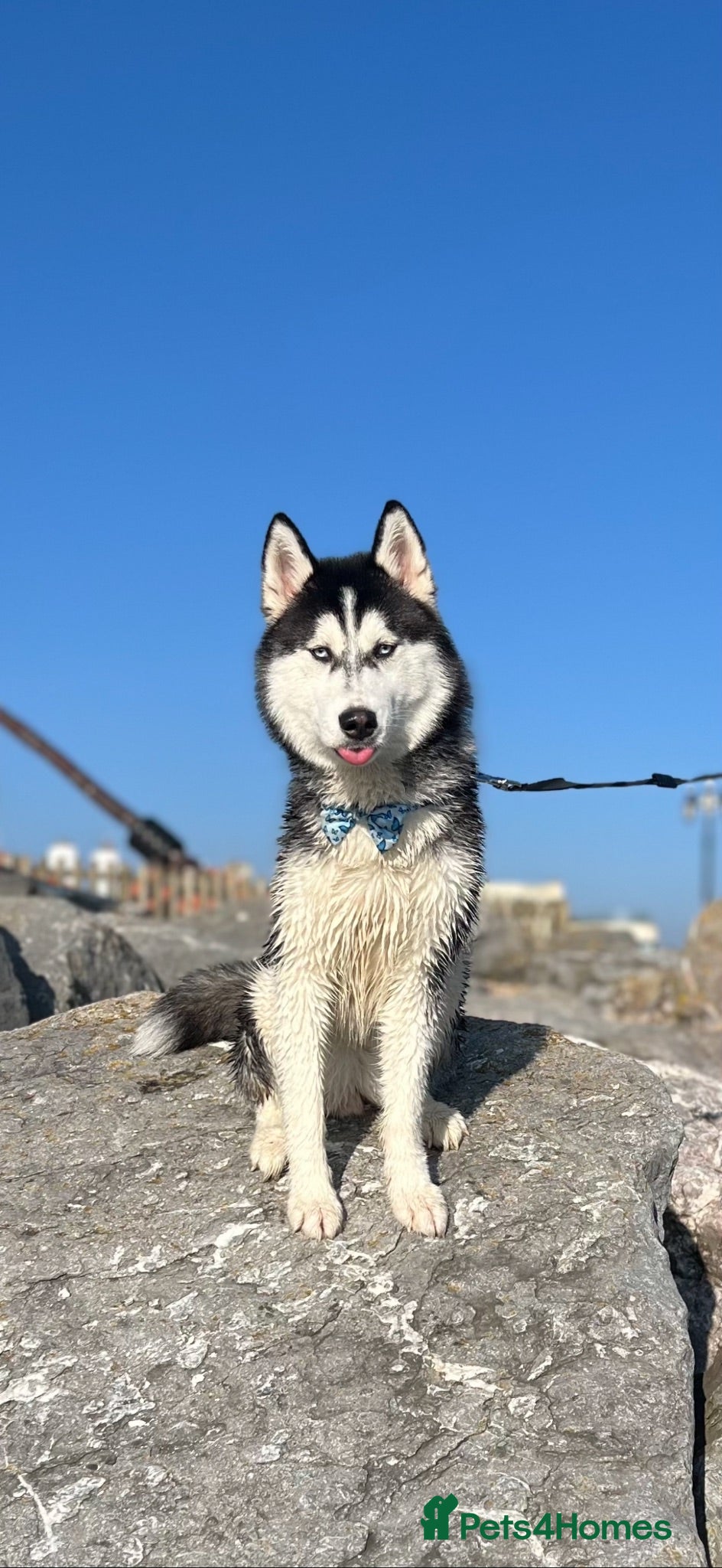 Siberian Husky dogs KC/Pedigree Siberian Husky Puppies due 7thJuly - Advert 7