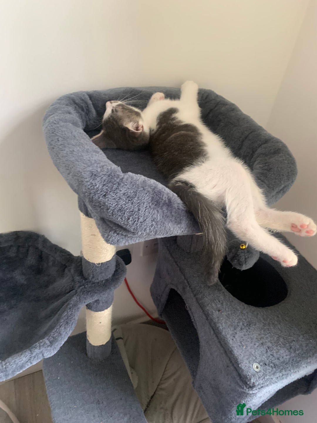 Domestic Shorthair cats for sale: Kittens available for adoption - Image 12