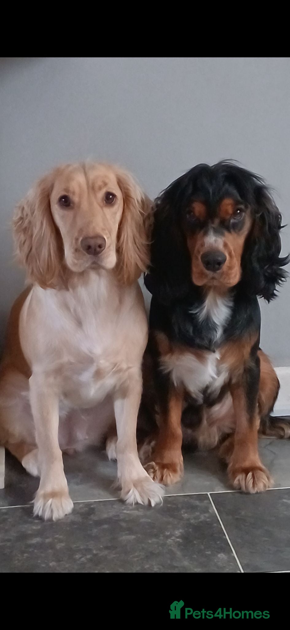 Cocker Spaniel dogs gorgeous golden and a tri-colour cocker puppies - Advert 2