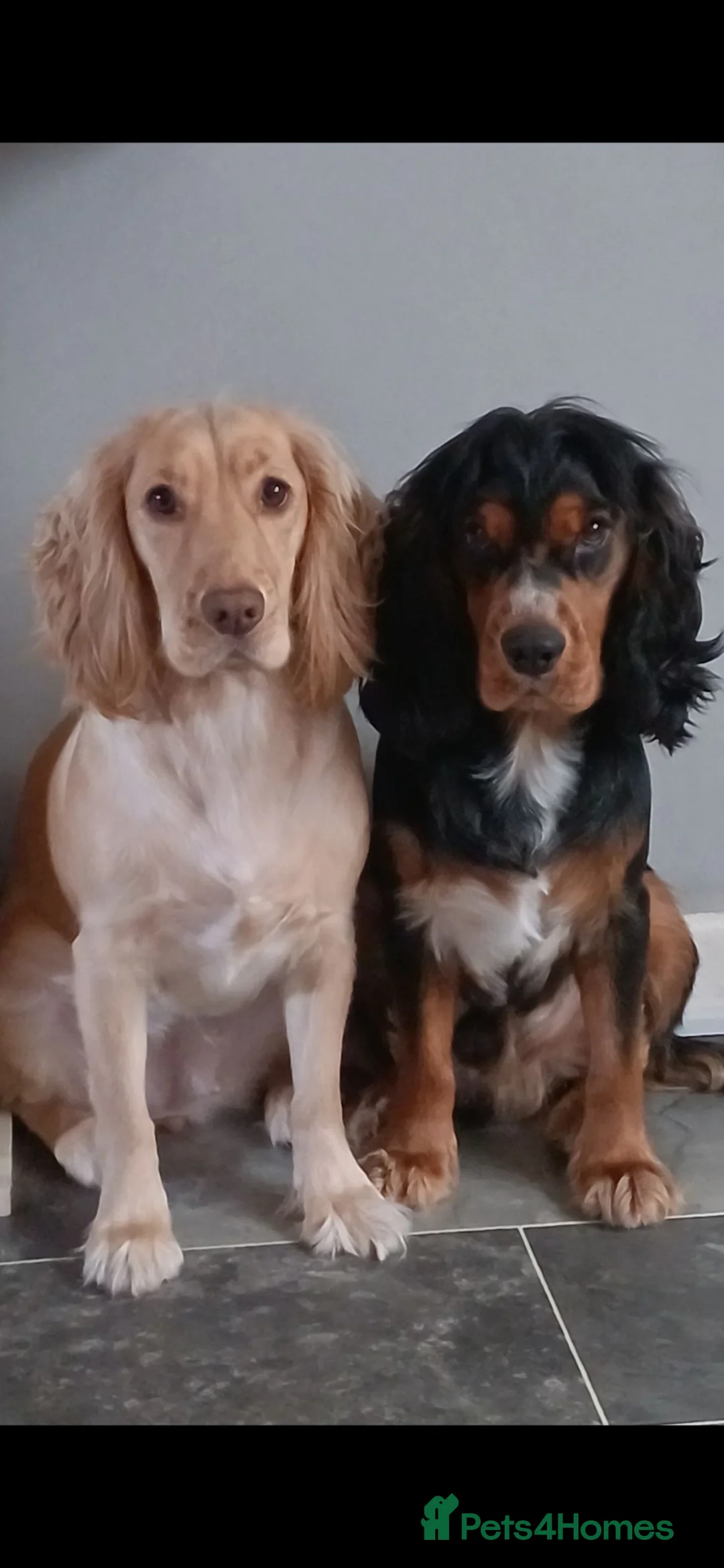 Cocker Spaniel dogs for sale: gorgeous golden and a tri-colour cocker puppies in Exeter - Advert 1