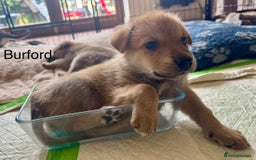 Mixed Breed dogs for sale: Beautiful Inca & handsome Nanuq PUPDATE x4 - Image 26