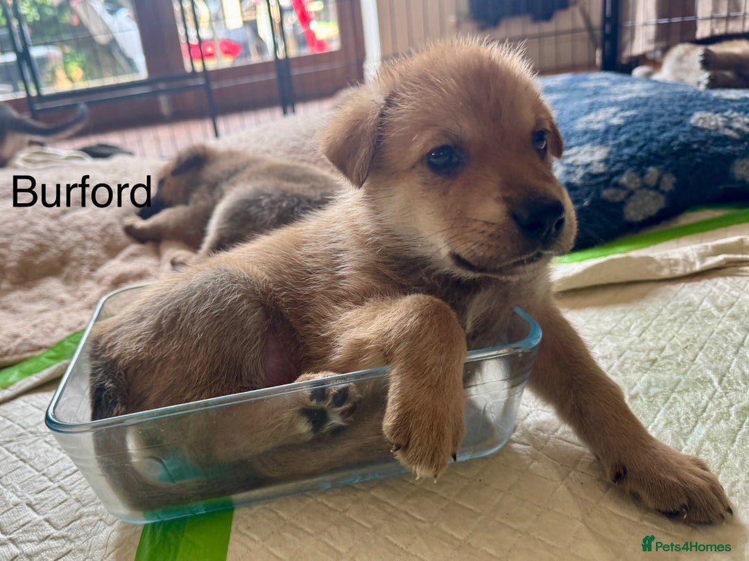 Mixed Breed dogs for sale: Beautiful Inca & handsome Nanuq PUPDATE x4 - Image 26