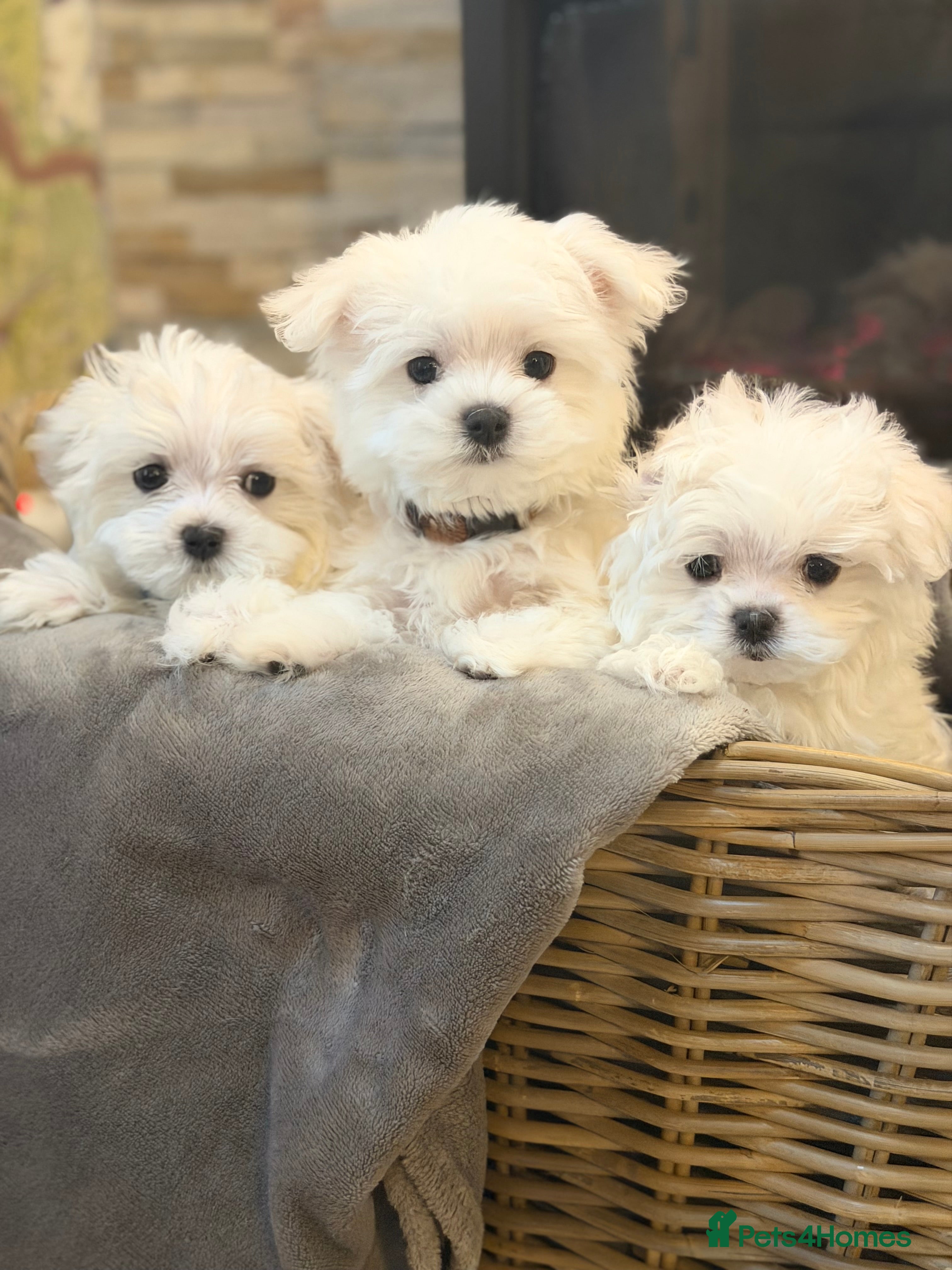 Maltese dogs Maltese puppies Kc registered ready now !! - Advert 7
