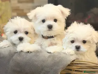 Maltese dogs Maltese puppies Kc registered ready now !! - Advert 7